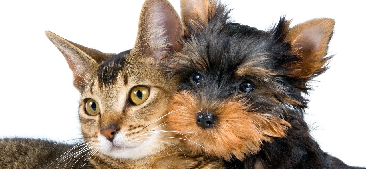 Доска объявлений о животных | ЗооТом - продажа, вязка и услуги для животных в Боброве