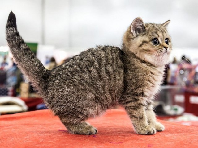 Породы кошек в Боброве | ЗооТом портал о животных