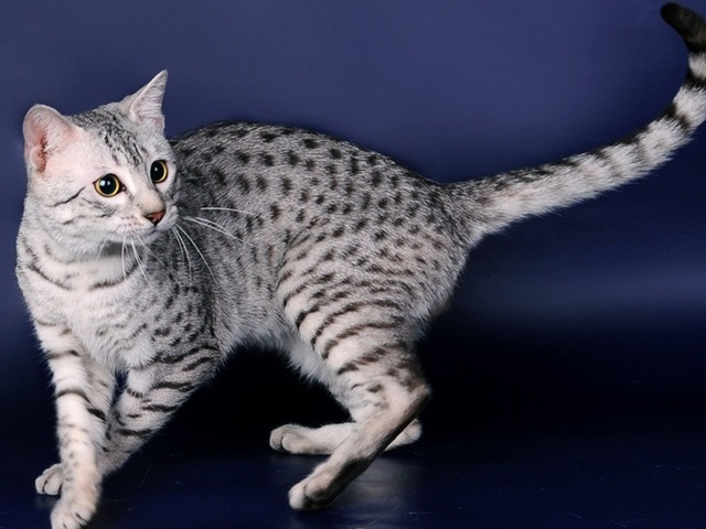 Породы кошек в Боброве | ЗооТом портал о животных