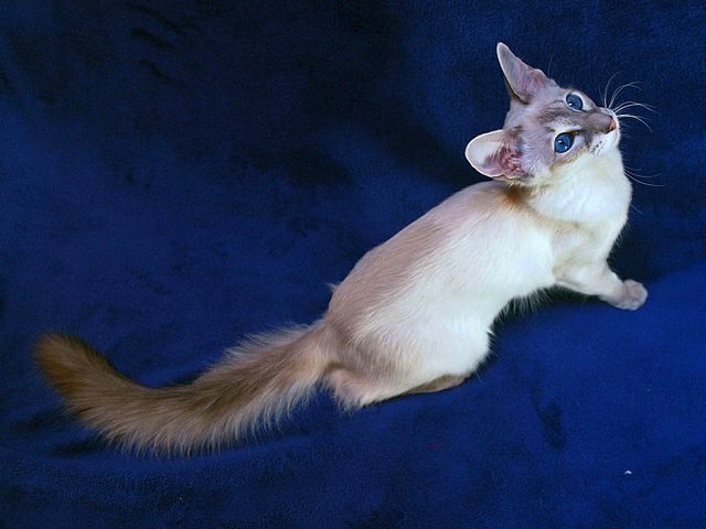 Выведенные породы кошек в Боброве | ЗооТом портал о животных