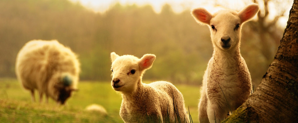 Объявления о сельскохозяйственных животных | ЗооТом - продажа, вязка и услуги для животных в Боброве