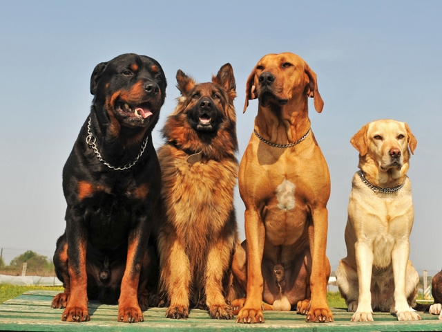 Крупные породы собак в Боброве | ЗооТом портал о животных